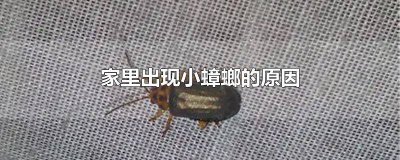 ​家里出现很多小蟑螂是什么原因引起的 家里出现很多小蟑螂是什么原因呢
