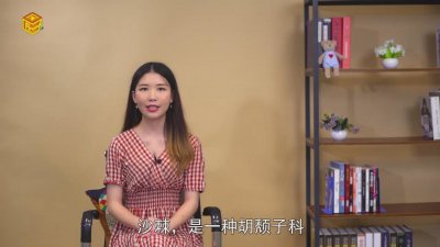 ​沙棘果是什么 生榨沙棘是什么东西