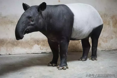 ​蚩尤的坐骑是熊猫吗（山海经大熊猫和蚩尤有什么关系）
