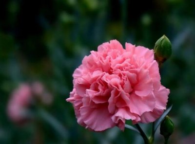 ​康乃馨的寓意是什么意思（鲜花康乃馨的花语是什么含义）