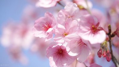 ​桃花什么季节开(桃花什么颜色)