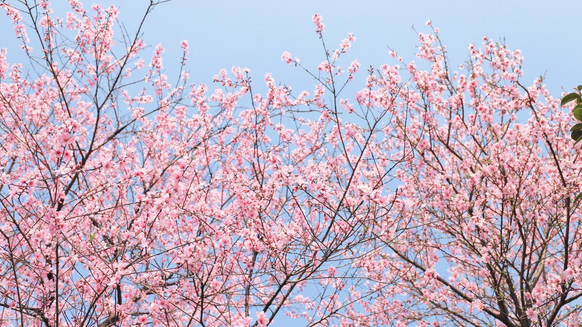 桃花什么季节开(桃花什么颜色)