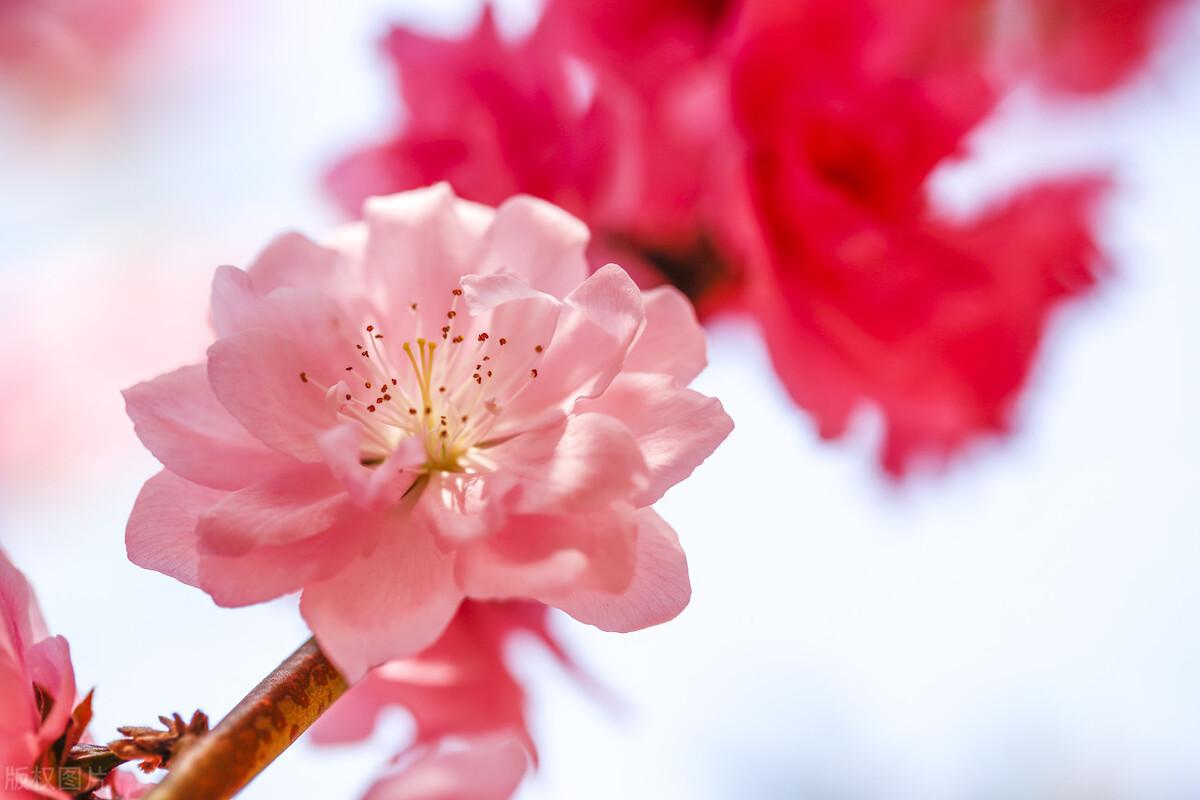 桃花什么季节开(桃花什么颜色)