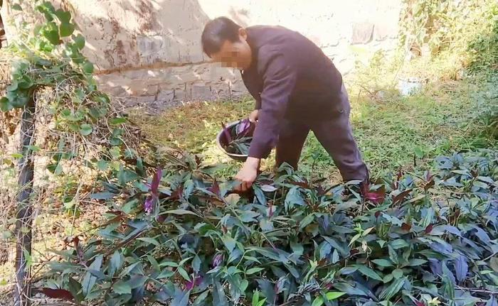很多人都吃过野菜,那么这种紫色的有吃过吗