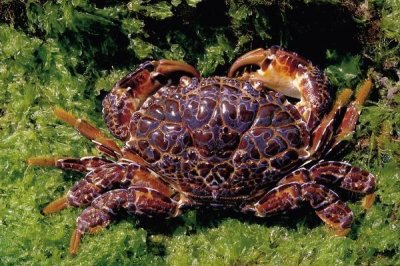 ​铜铸熟若蟹到底有多毒？动物界里唯一能与埋扇蟹毒性相比