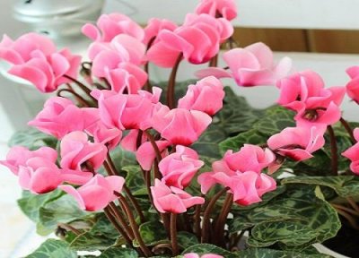 ​仙客来花适合室内养吗？对人体有害吗？