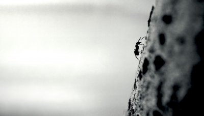 ​大水蚁和白蚁的区别