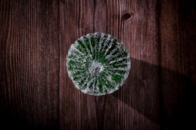 ​仙人球的养殖方法