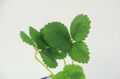 ​草莓的养殖方法和注意事项