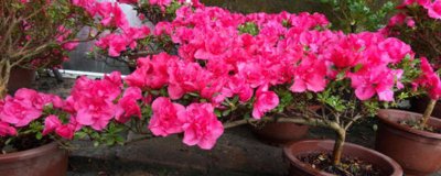 ​丹东有什么特产