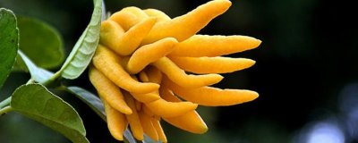 ​佛手水果怎么吃