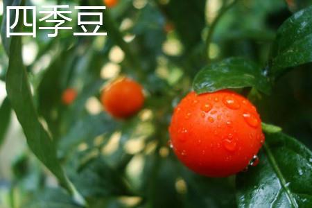 四季果 四季果