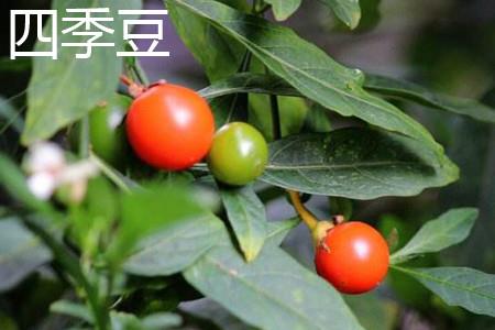 四季果 四季果