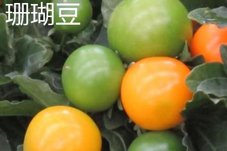 珊瑚豆 珊瑚豆