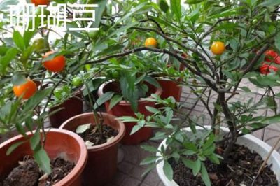 ​珊瑚豆和四季果的区别