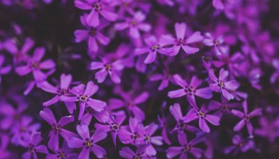 ​人间富贵花是什么意思