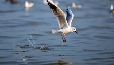 ​西澳大利亚寒流的成因