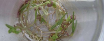 ​绿豆芽长绿叶还能吃吗