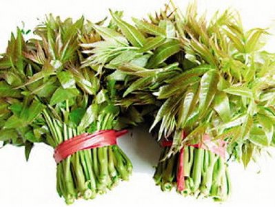 ​香椿的功效与禁忌（这些爱吃的小伙伴要知道）