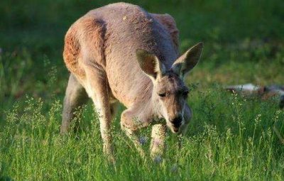 ​在澳洲千万别惹袋鼠，一男子和狗惹怒袋鼠被狂揍