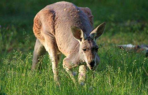 在澳洲千万别惹袋鼠，一男子和狗惹怒袋鼠被狂揍
