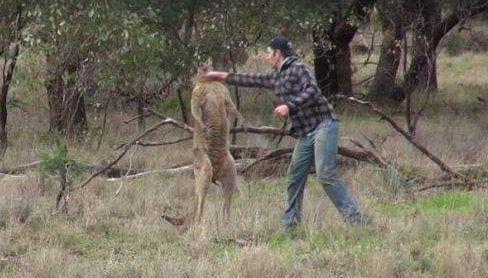 在澳洲千万别惹袋鼠，一男子和狗惹怒袋鼠被狂揍