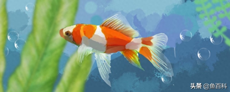 金鱼侧翻快死能救活吗(鱼侧翻了还在呼吸怎么救)