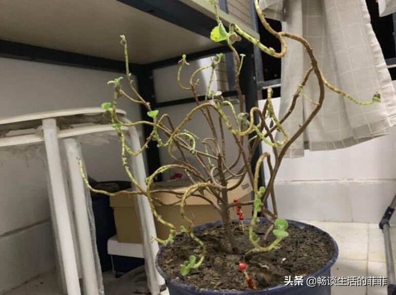 碰碰香寿命是几年(碰碰香的寓意和象征)