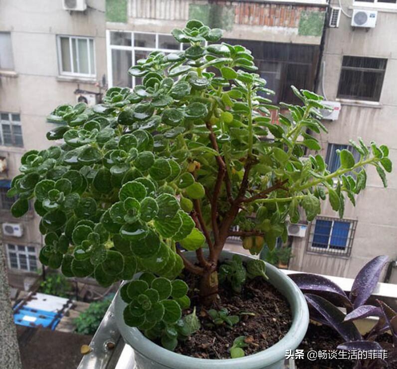 碰碰香寿命是几年(碰碰香的寓意和象征)