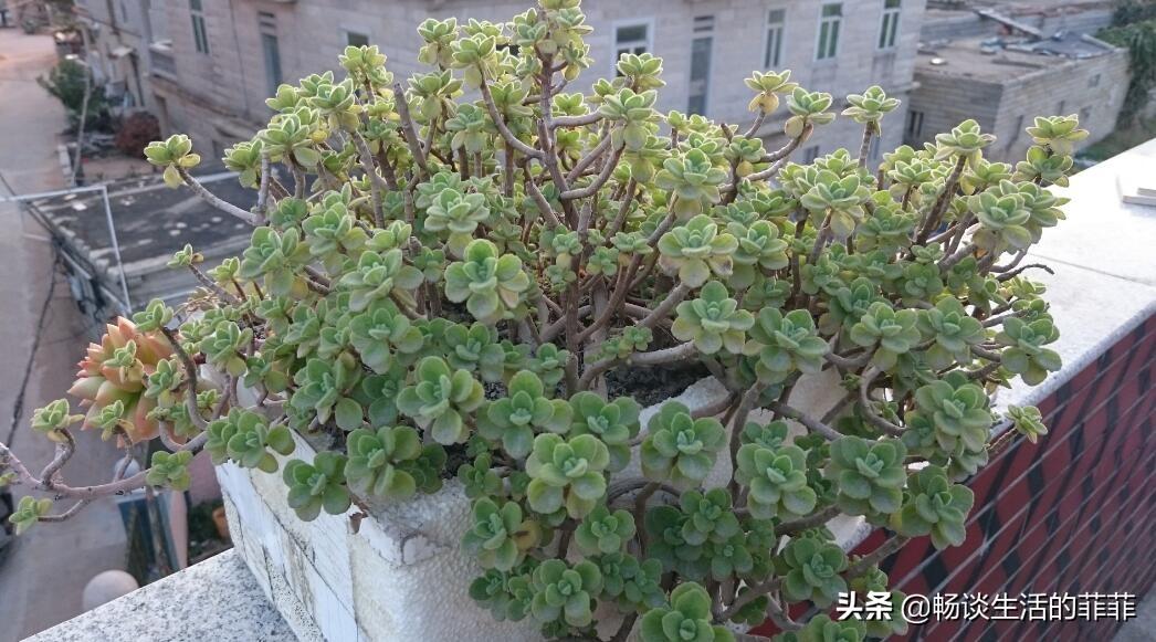 碰碰香寿命是几年(碰碰香的寓意和象征)