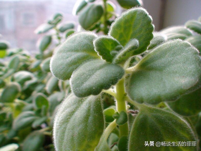 碰碰香寿命是几年(碰碰香的寓意和象征)