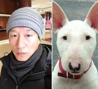 ​犬届颜值担当-斗牛梗