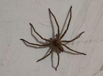 ​千万别在房间里打蜘蛛