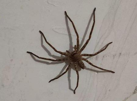 千万别在房间里打蜘蛛