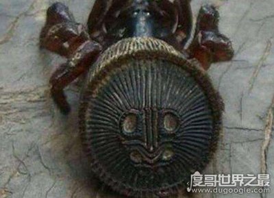 ​中国发现最早的蜘蛛，金钱活门蛛仅6只成活宝