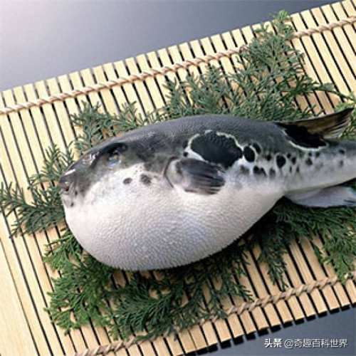 河豚是鱼吗(河豚属不属于鱼类)