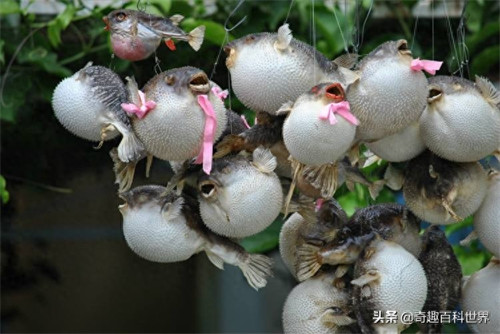 河豚是鱼吗(河豚属不属于鱼类)