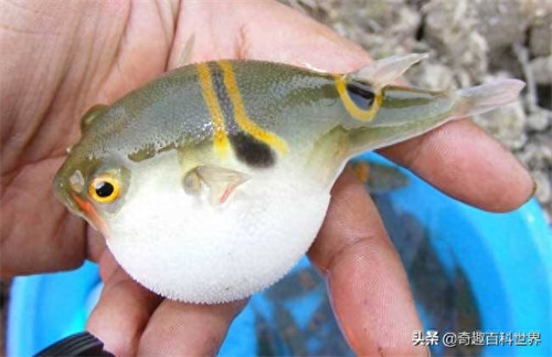 河豚是鱼吗(河豚属不属于鱼类)