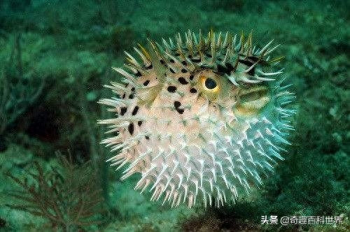 河豚是鱼吗(河豚属不属于鱼类)