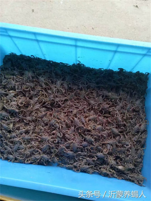 养殖蝎子一年赚多少(养殖蝎子的利润与前景)