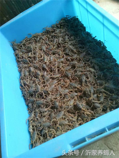 养殖蝎子一年赚多少(养殖蝎子的利润与前景)
