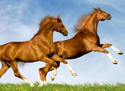 ​千里之外打一个生肖动物（千里之外猜一个生肖）