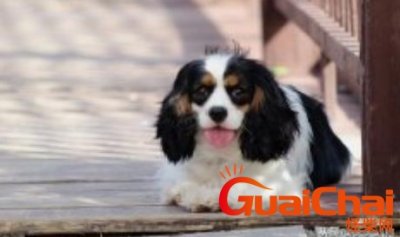 ​狗一般怀孕多久可以生产呢？狗怀孕症状有什么？