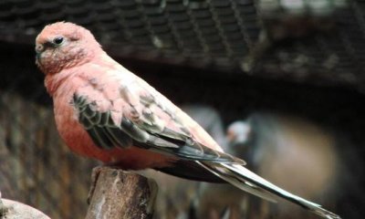 ​伯克氏鹦鹉的产地 伯克氏鹦鹉的简介