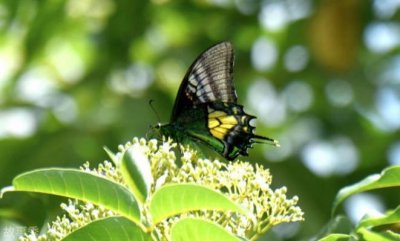 ​通过人工保育技术孵化出的昆虫 金斑喙凤蝶(比较珍贵)
