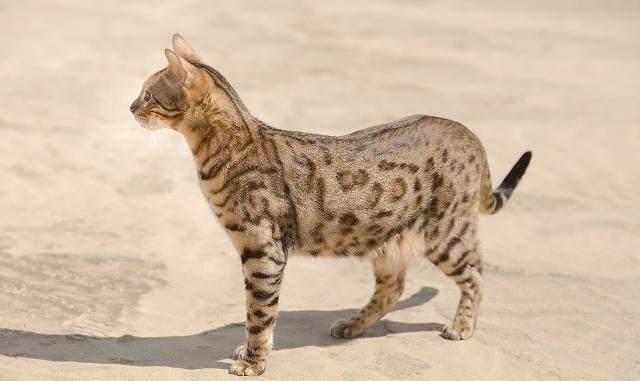 养热带草原猫的3个好处,看完第一个就无法拒绝,但不适合新手
