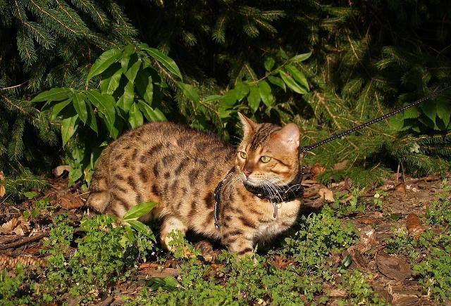 养热带草原猫的3个好处,看完第一个就无法拒绝,但不适合新手