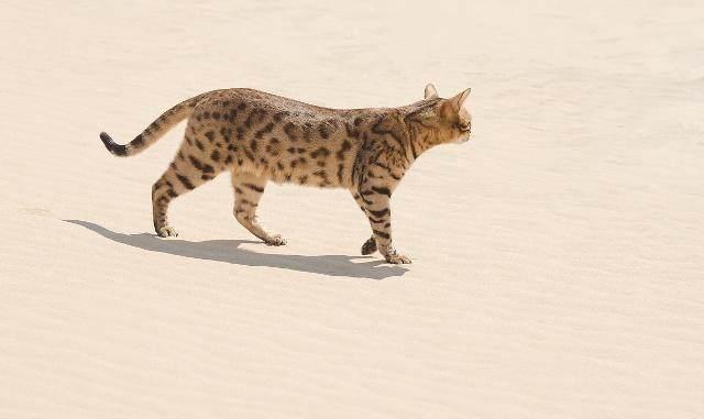 养热带草原猫的3个好处,看完第一个就无法拒绝,但不适合新手