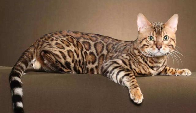 养热带草原猫的3个好处,看完第一个就无法拒绝,但不适合新手