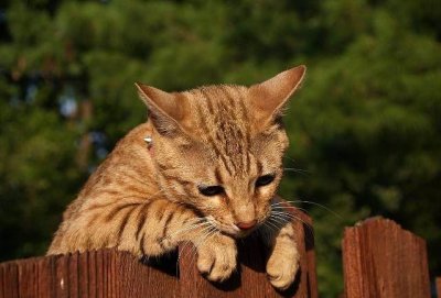 ​养热带草原猫的3个好处，看完第一个就无法拒绝，但不适合新手